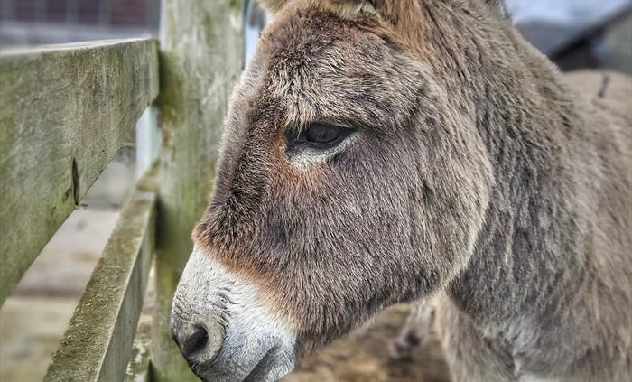 Meet our many friendly animals